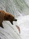 Wild Brown Bear catching Wild Alaskan Salmon