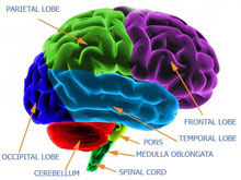 the human brain